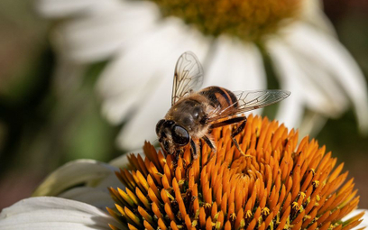 Odkryto najstarszy dowód na istnienie współczesnych pszczół