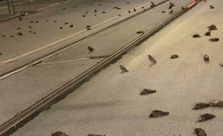 Tysiące martwych ptaków po sylwestrze w Rzymie