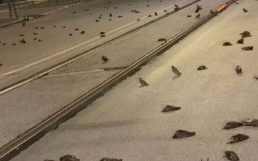 Tysiące martwych ptaków po sylwestrze w Rzymie