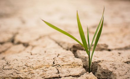 Susza już niemal w całej Polsce