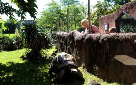 Zoo w Rotterdamie - żółwie z Galapagos
