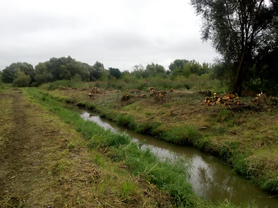 Meandryzacja rzeki Mlecznej na wysokości bulwarów miejskich w Radomiu . Prosty kanał deszczowy zastą