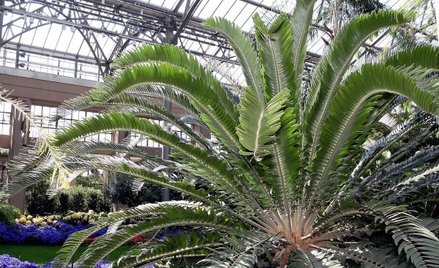 Encephalartos woodii to gatunek sagowca uznany za wymarły. Jego istniejące egzemplarze, jak ten, w P