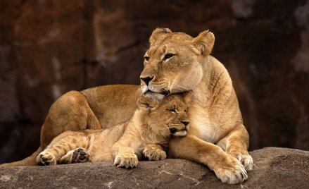 Dania: Mnóstwo chętnych do karmienia lwów końmi