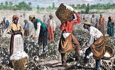 Niewolnicy na plantacji bawełny. Drzeworyt XIX-wiecznej ilustracji