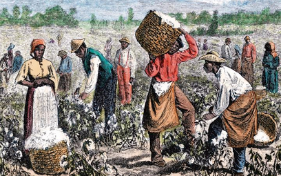 Niewolnicy na plantacji bawełny. Drzeworyt XIX-wiecznej ilustracji