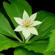 Paris japonica