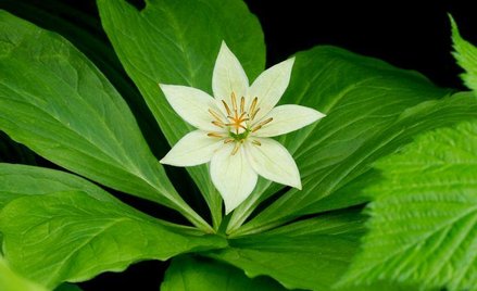 Paris japonica