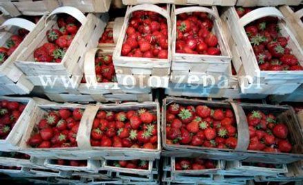 Mieli pracować przy truskawkach. A to było oszustwo