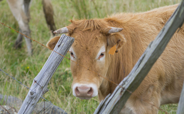 Walka z ociepleniem: Krowy mogą emitować mniej gazów?
