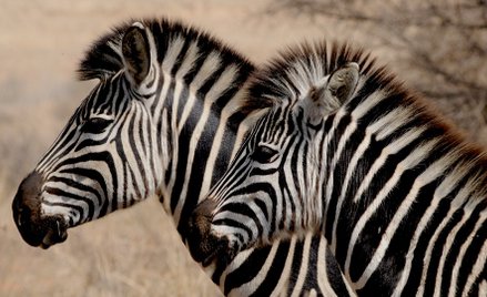 Mięso z zebr we francuskich supermarketach. Klienci oburzeni