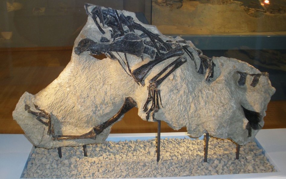 Naukowcy odkryli nowy gatunek dinozaurów
