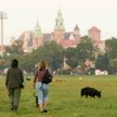 Krakowskie Błonia – to miejsce spacerów także dla psów