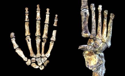 Budowa dłoni i stopy Homo naledi to dla naukowców niespodzianka.