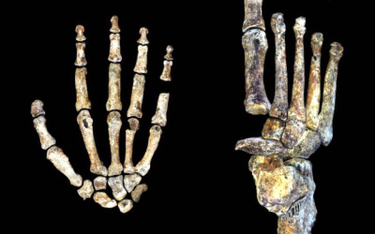 Budowa dłoni i stopy Homo naledi to dla naukowców niespodzianka.