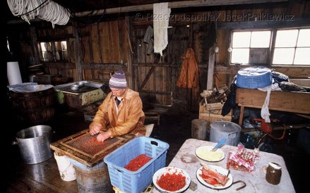 Domowa produkcja kawioru na Wyspach Komandorskich