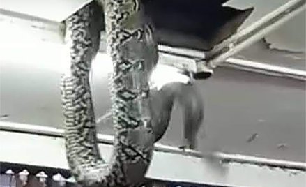 Nigeria: Wielki wąż wpadł do sali obrad lokalnego parlamentu