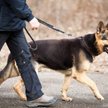 Czy pies ratowniczy może pracować w lesie