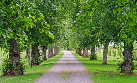 Białoruś odnowi park Ogińskiego