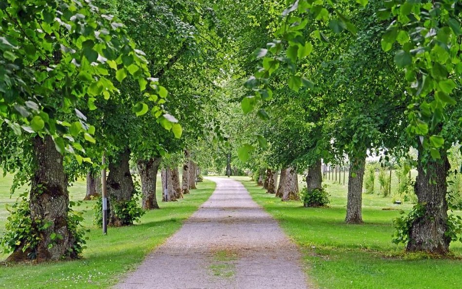 Białoruś odnowi park Ogińskiego