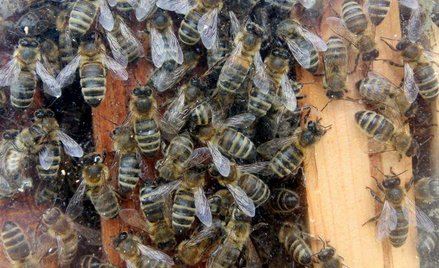 Pszczoły giną miliardami - czy uśmiercą też ludzkość