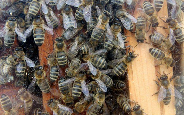 Pszczoły giną miliardami - czy uśmiercą też ludzkość