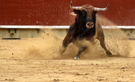 Hiszpania: Trzy osoby wzięte na rogi w gonitwie z bykami