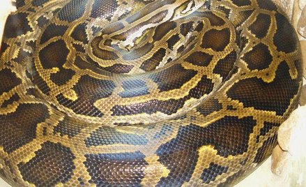 Pyton birmański. Fot. Mariluna