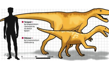 Szczątki tych dwóch dinozaurów to najcenniejsze odkrycia na terenie naszego kraju. Drapieżnik z Liso
