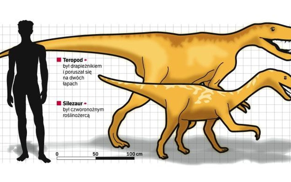 Szczątki tych dwóch dinozaurów to najcenniejsze odkrycia na terenie naszego kraju. Drapieżnik z Liso