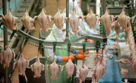 Brazylijskie mięso z salmonellą było w Polsce