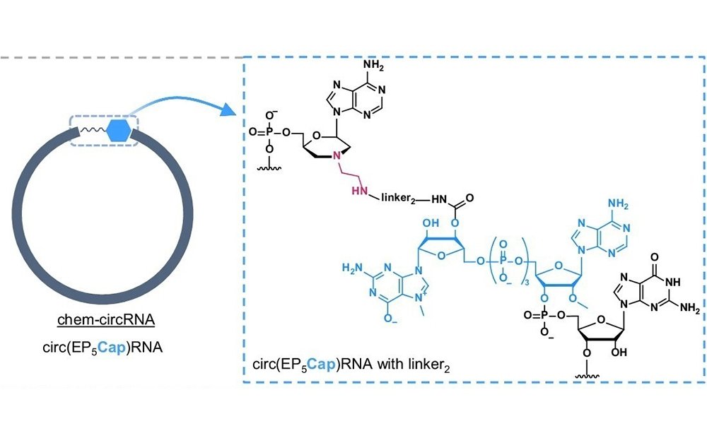 Zamknęli mRNA w kółko. Polscy naukowcy zrobili to pierwsi na świecie