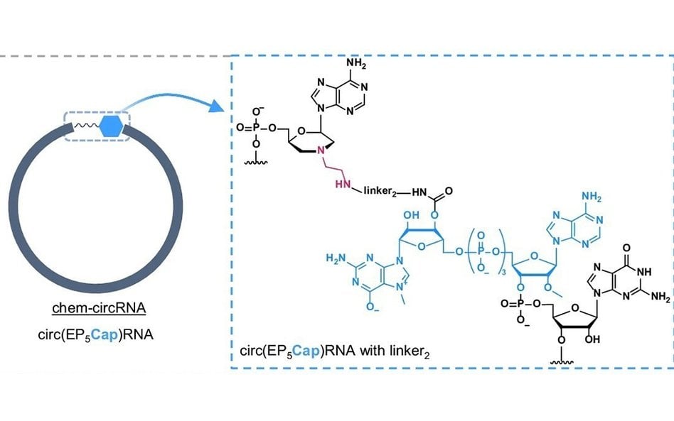 Nowa metoda chemicznego wytwarzania kolistych mRNA to ważny krok w projektowaniu nowej generacji lek