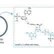 Nowa metoda chemicznego wytwarzania kolistych mRNA to ważny krok w projektowaniu nowej generacji lek