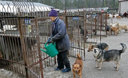 W jaki sposób gmina zapewnia opiekę zwierzętom