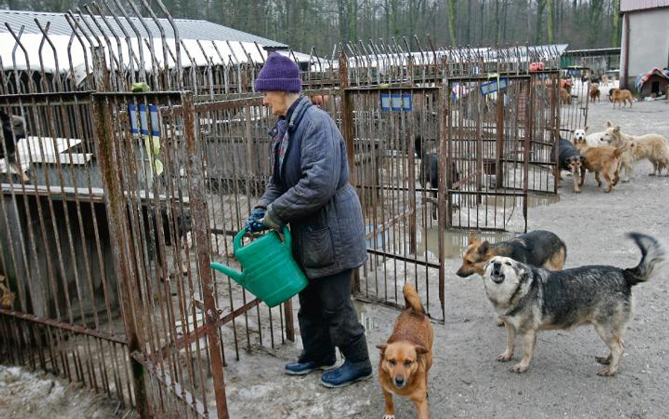 W jaki sposób gmina zapewnia opiekę zwierzętom