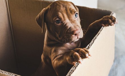 Schronisko wstrzymuje adopcje. "Pies to nie prezent"