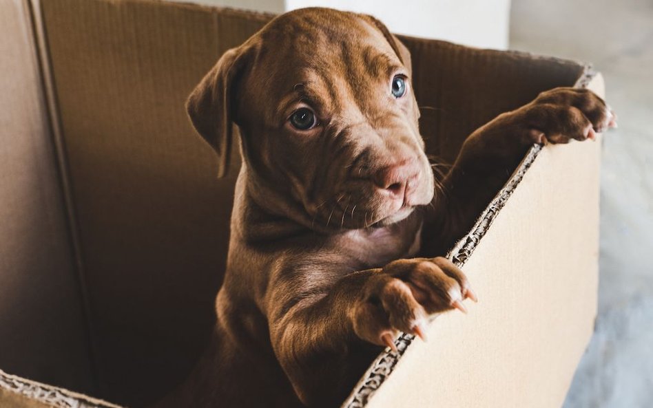 Schronisko wstrzymuje adopcje. "Pies to nie prezent"