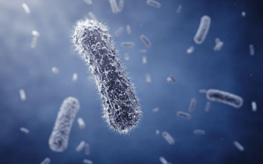 Odkryto bakterie odporne na wszystko