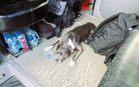 Zbłąkany pies znalazł schronienie w radiowozie