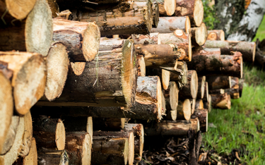 Drewno z Polski traci ważne certyfikaty. Lasy mogą zapomnieć o eksporcie?