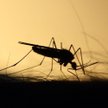 Koszmar z komarem. Czy należy wstrzymać opryski?