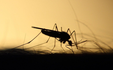 Koszmar z komarem. Czy należy wstrzymać opryski?