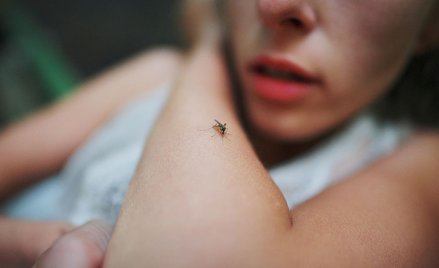 Komary w Polsce a ryzyko zdrowotne - informacja Głównego Inspektora Sanitarnego