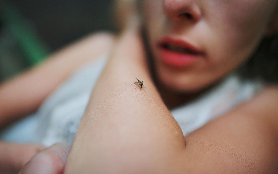 Komary w Polsce a ryzyko zdrowotne - informacja Głównego Inspektora Sanitarnego