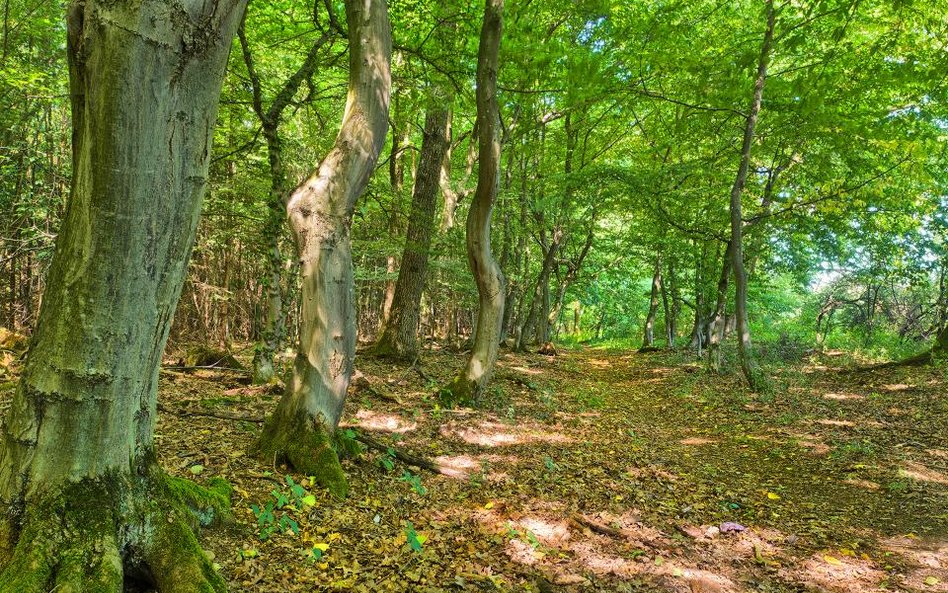 Prawo do ekwiwalentu za zalesienie gruntu rolnego przejdzie darowizną lub dożywociem