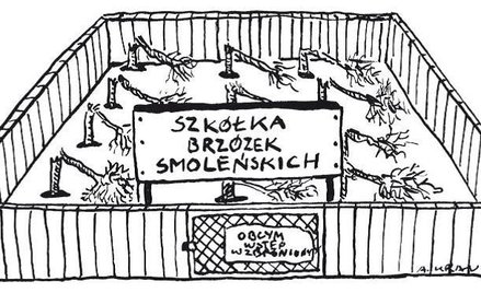 Komentarz rysunkowy. Szkółka brzózek smoleńskich