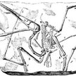Pterodaktyl