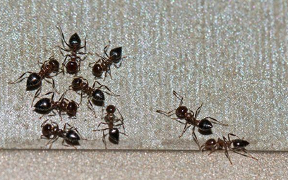 Rekompensata za wczasy all inclusive z mrówkami