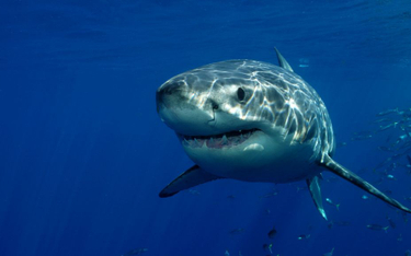 Atak rekinów na Bahamach. Nie żyje kobieta